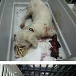 교통사고당해 구조된 강아지 ㅠㅠ 입양처 급하게 구해요
