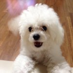 [비숑아키] 비숑프리제 아키 ;) 2탄!! (첫미용)