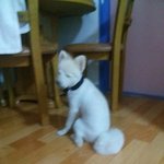 저희집 개 종류?가 <b>포메인</b>가여??(사진有)