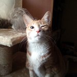 [고양이] 천사 할매와 악마 꼬맹이