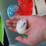 [햄스터] <b>레몬</b>이의 성장과정