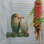 [앵무새] [앵무새] 우리집은 조류판이 되었새2