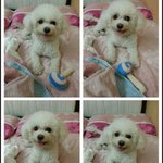 북경사는 두살짜리  <b>뽀삐</b>이야기