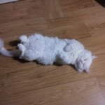 <b>울집</b> 냥이 자는 모습ㅋ