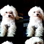 [실타래] 희한하게 재롱피우는 말티즈 <b>타래</b> [1]