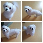 10개월된 우리 <b>쭈니</b>~ 말티즈예요