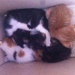 [고양이] 삼청동에서 만난 아기 고양이들! (사진많아요+_+)