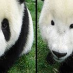 [<b>해석</b>왕] 아이라인 빨의 최강자