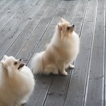 [<b>베리</b>엘리] [크림폼,화폼] <b>베리</b>엘리에요 :)