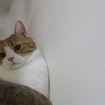 [한글이] 세종<b>대왕</b>이 대신쓰는 유봉이네판