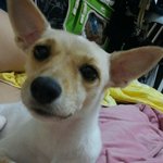 (서울 석계역)뭉실이가 집에 돌아올수있게 도와주세요.