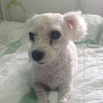 [강아지분실] 경기 시흥시 정왕동 토이푸들 강아지를 찾습니다