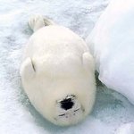[해석왕] 너네 <b>연휴</b> 때 너무 과식하면