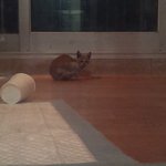 수원시 권선구 <b>소방</b>대원 분들 정말 감사합니다. 덕분에 한 생명이...