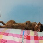 [사랑이] <b>역변</b>해도 개냥이!! 사랑이가 찾아왔어요 !!