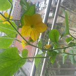 이식물 뭔지 아시는분계신가요 사진