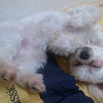 [강아지분실] 서울 <b>미아</b>삼거리 강아지 좀 찾아주세요ㅠㅠ