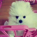 [껌딱지] 크림<b>포</b><b>메</b> 딱지네