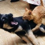 [해석왕] <b>습격</b>!