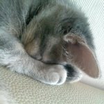 (냥이)달자의<b>역변</b>