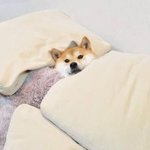 [해석<b>왕</b>] 내 침대 옆에는 <b>말</b>이야 지금