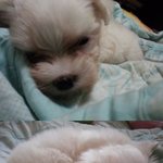 [도와주세요] <b>부천</b>k분양업체고발! 하롱이를 도와주세요