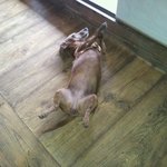 [<b>닥스</b>네] 돌아온 사람인지 개인지 구분이 안가요(사진有느님)