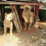 [해석왕] 주인을 너무 격하게 <b>환영</b>한 나머지