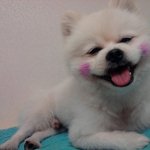 <b>코난</b> 울고싶어요....