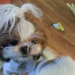 [마키아토] 천의 얼굴 연기견 시<b>츄</b>