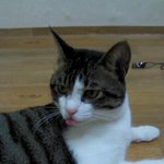 [고양이] 사실 고백을 하자면...