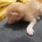 [고양이] 아기고양이 무료<b>분양</b>합니다.
