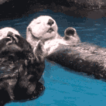 [청향] <b>해달</b>의 본능