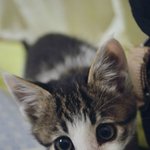 [고양이] 우리집 모델 고양이 ' 웅이'  예쁜사진 보러오세요^^