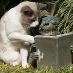 [해석왕] 냥이 <b>세트</b>