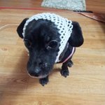 [<b>닥스</b>네] 돌아온 사람인지 개인지 구분 잘가요(사진有바바)