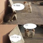 [해석왕] <b>도발</b>한 냥이의 최후