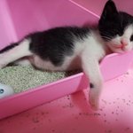 [고양이] 1. 숨이멎는다냥!!! 키티