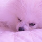 [껌딱지] 안녕하세요 껌딱지입니당 :<b>d</b>