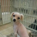 (분양됐어요^^)명랑하고 이쁜 유기견 말티즈 남아 데려가실분 찾아요...