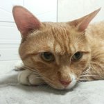 사무실 상주직원 대롱이랍니다=^ㅅ^=