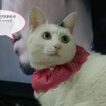 [동물세미나] 나의 반려동물들에게 새로운용품을 개발해주어요!^^