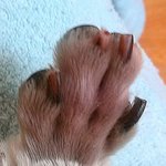 개념없는 <b>동물</b>병원 미용사 (수정)