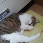 [<b>우람</b>이] 태중 아기가 자는모습 같아요