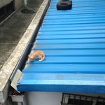 [고양이] <b>화실</b> 길고양이와 함께한 여름