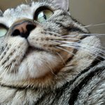 돼냥이 <b>야옹이</b> 셀카