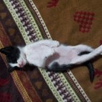 [고양이] 2. 산삼이다냥!!! + 키티아기때 (0911)