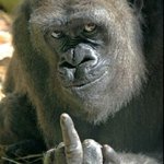 [해석왕] 고릴라의 <b>도발</b>