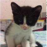 새끼고양이 무료<b>분양</b>합니다. 사랑으로 키워주실분들에게 <b>분양</b>합니다.
