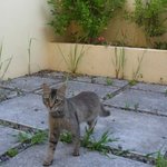 [<b>야생</b>고양이] 우리집 <b>야생</b> 고양이 - 키티와의 어색한 동거